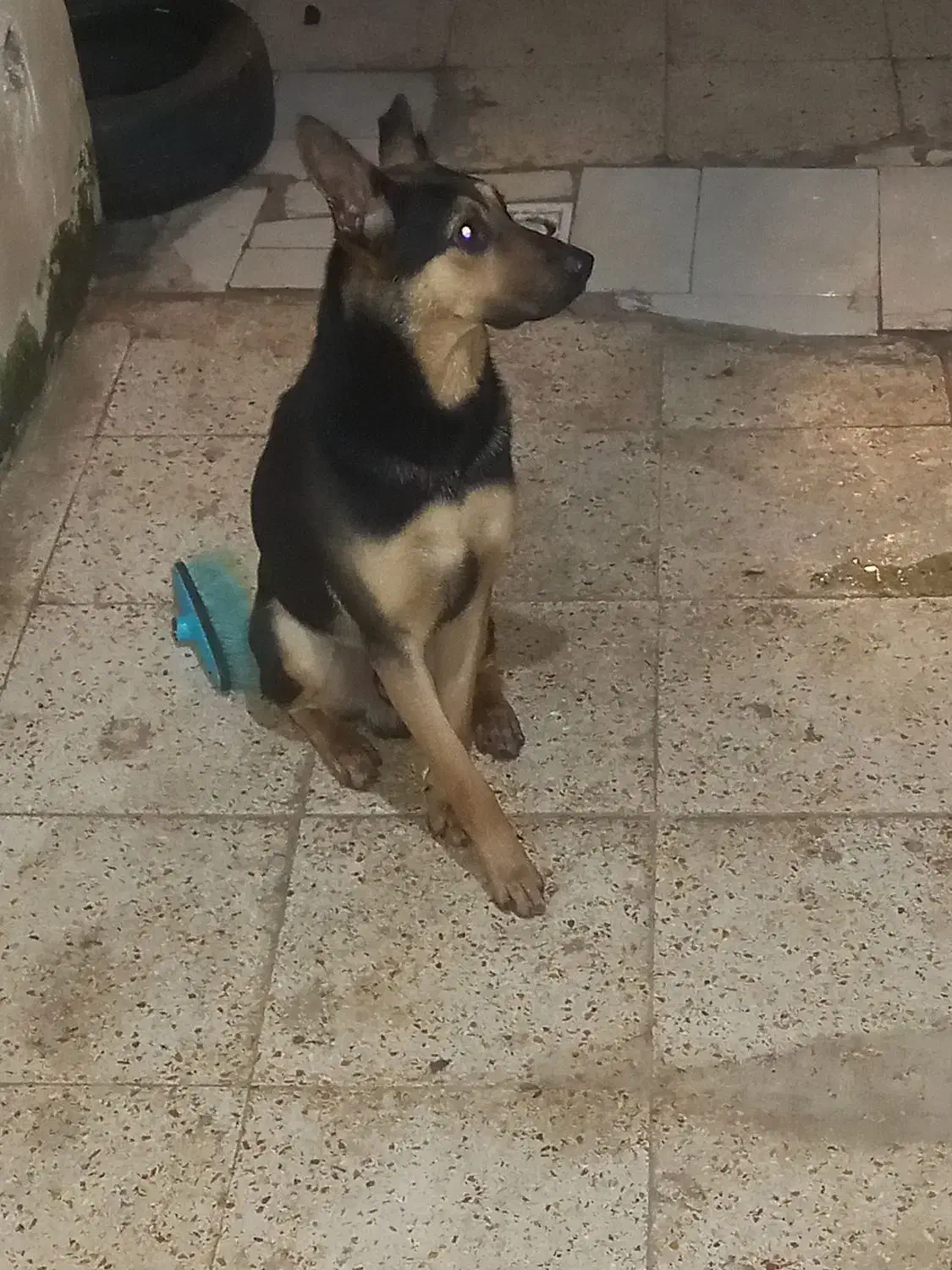 پیدا شده|حیوانات|رشت, جماران|دیوار