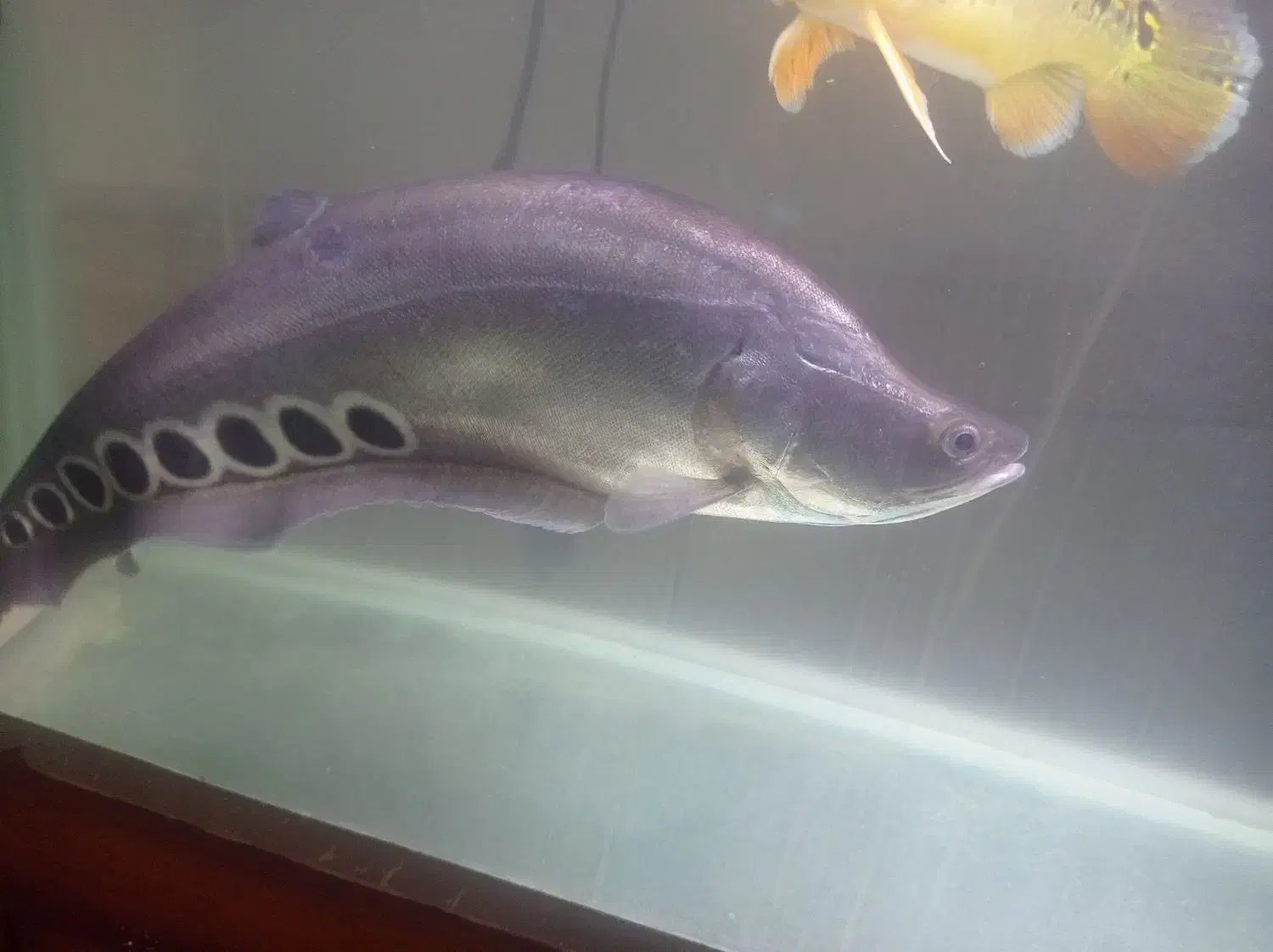 مانستر|ماهی|کاشان, فاز ۱ ناجی آباد|دیوار