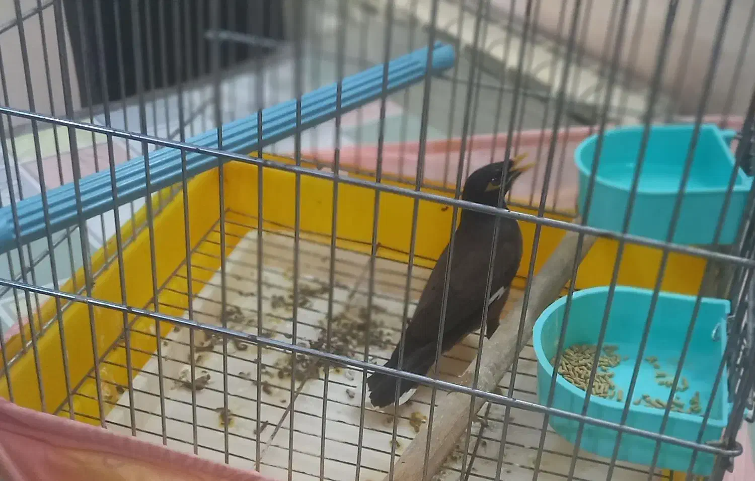 فروش مرغ مینا|پرنده|بومهن, |دیوار