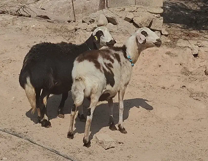 2 راس میش جوان خشک پلنگی و افشار|حیوانات مزرعه|دره شهر, |دیوار