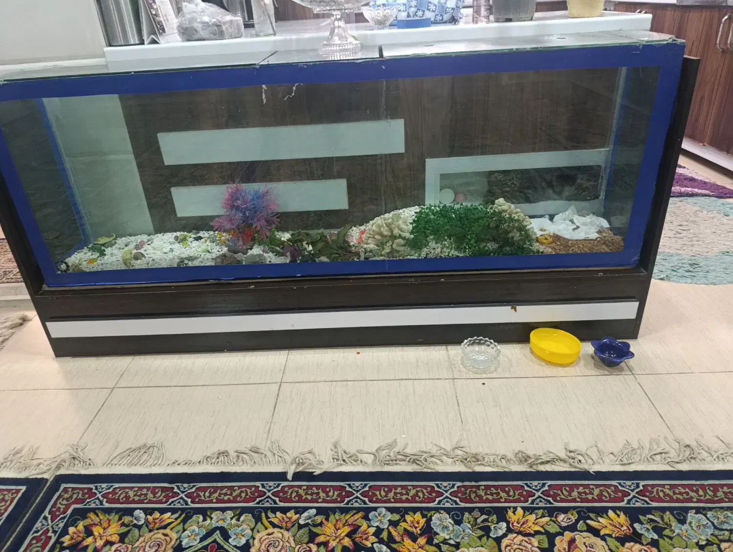 آکواریوم|ماهی|یزد, |دیوار