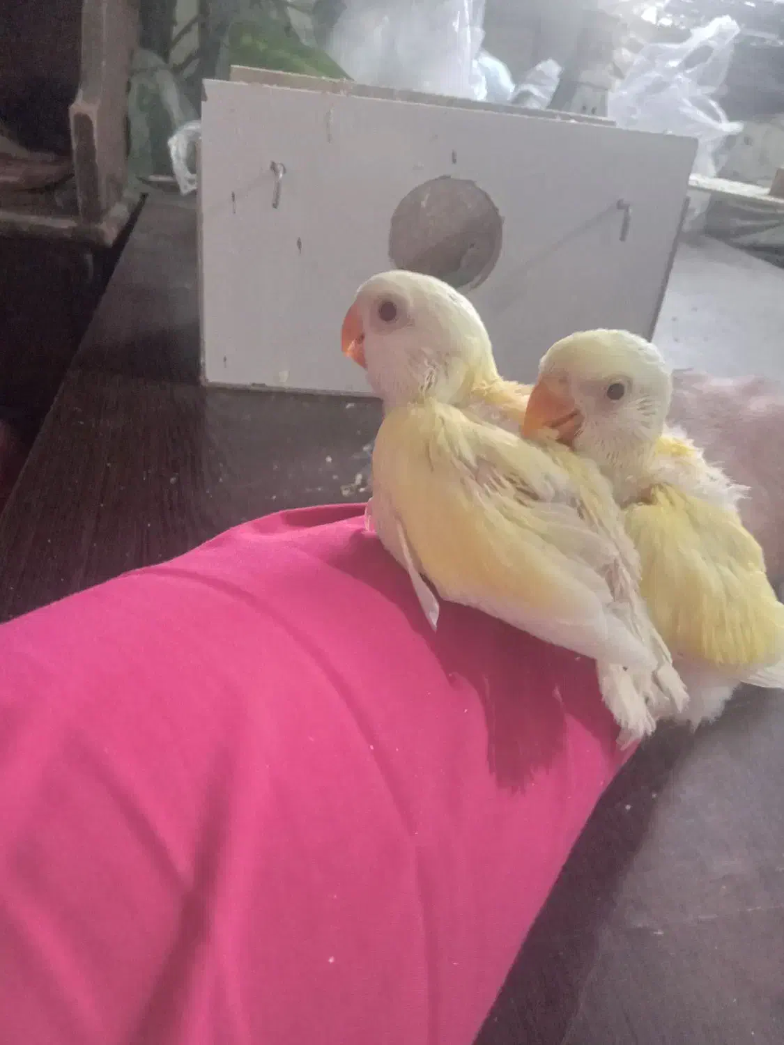 کوتوله  سولاکی|پرنده|باسمنج, |دیوار