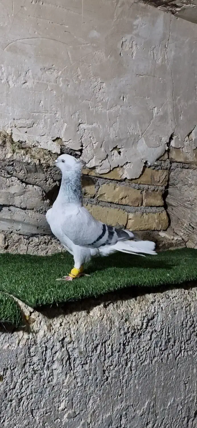 کفتر یا کبوتر کبود دمسفید نر|پرنده|تاکستان, |دیوار