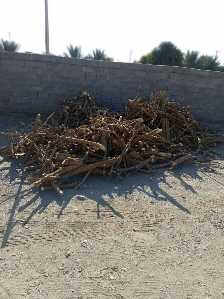 خرید چوب بید سیاه وبید کویتی|خدمات باغبانی و درختکاری|جهرم, |دیوار