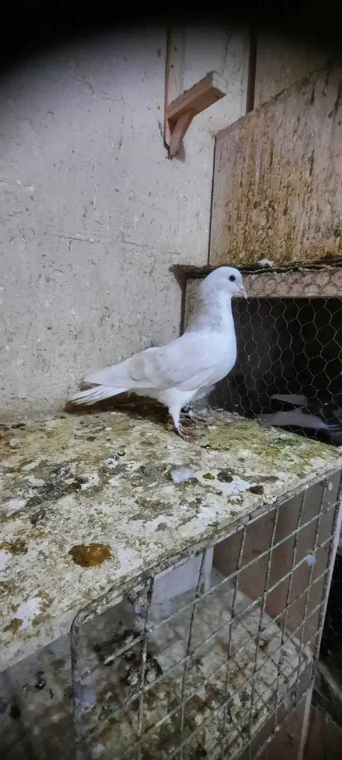 چپ هفرنگ لایی نر|پرنده|اسفراین, |دیوار