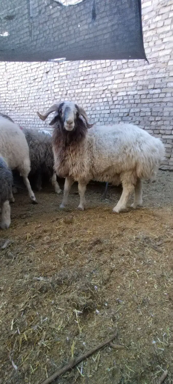 بره بومی محلی|حیوانات مزرعه|نیر (یزد), |دیوار