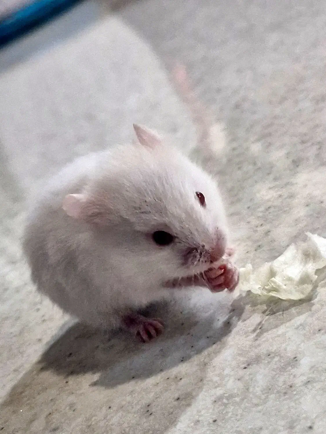 موش|موش و خرگوش|کرمان, |دیوار