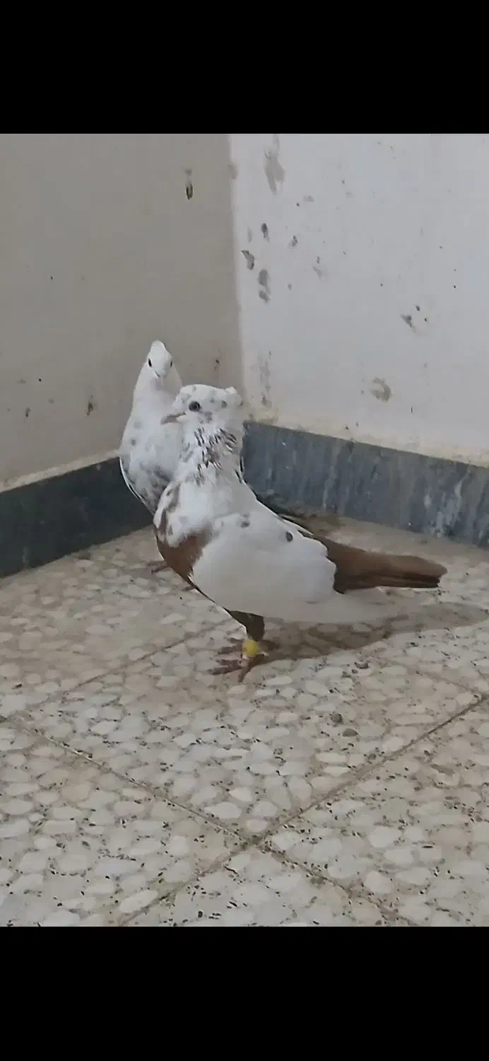 دم سرخ|پرنده|شوشتر, |دیوار