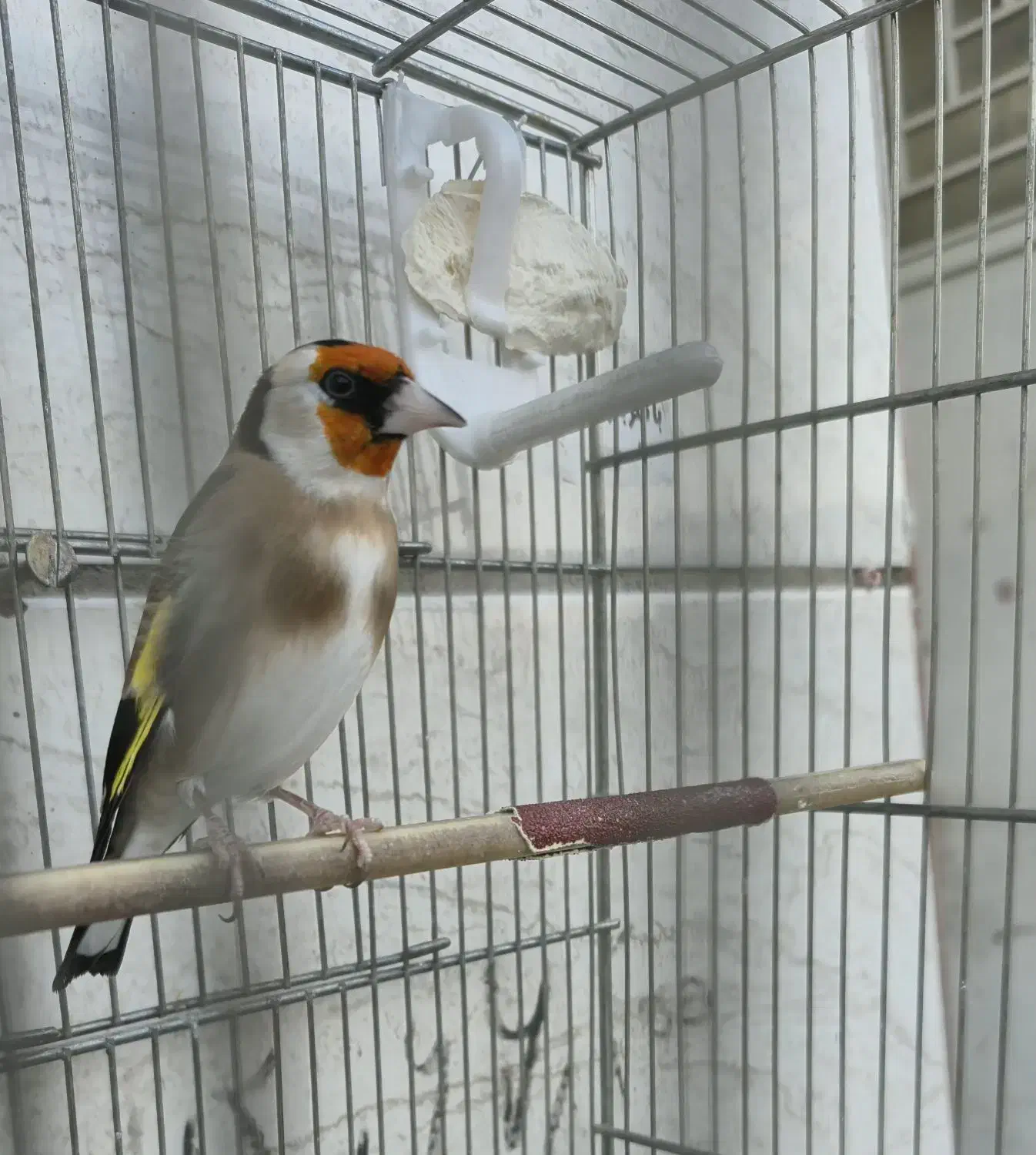 سهره|پرنده|مرودشت, ابوذر شمالی‎|دیوار