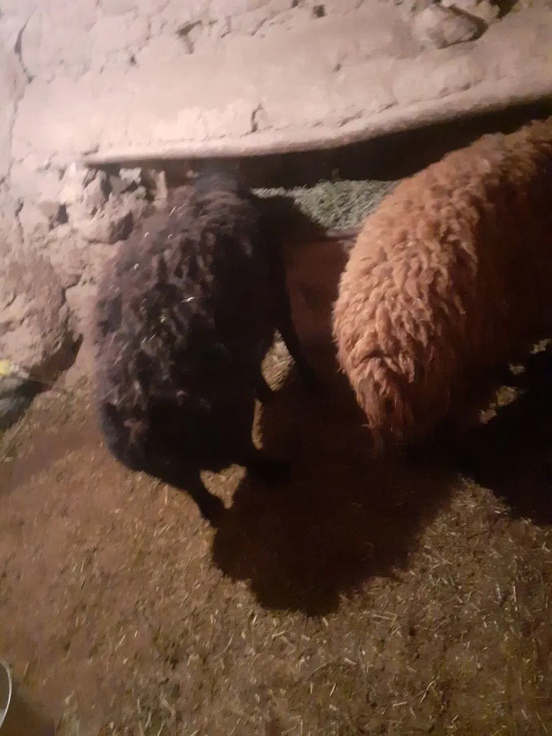 بره قوچ وقوچ|حیوانات مزرعه|صائین قلعه, |دیوار