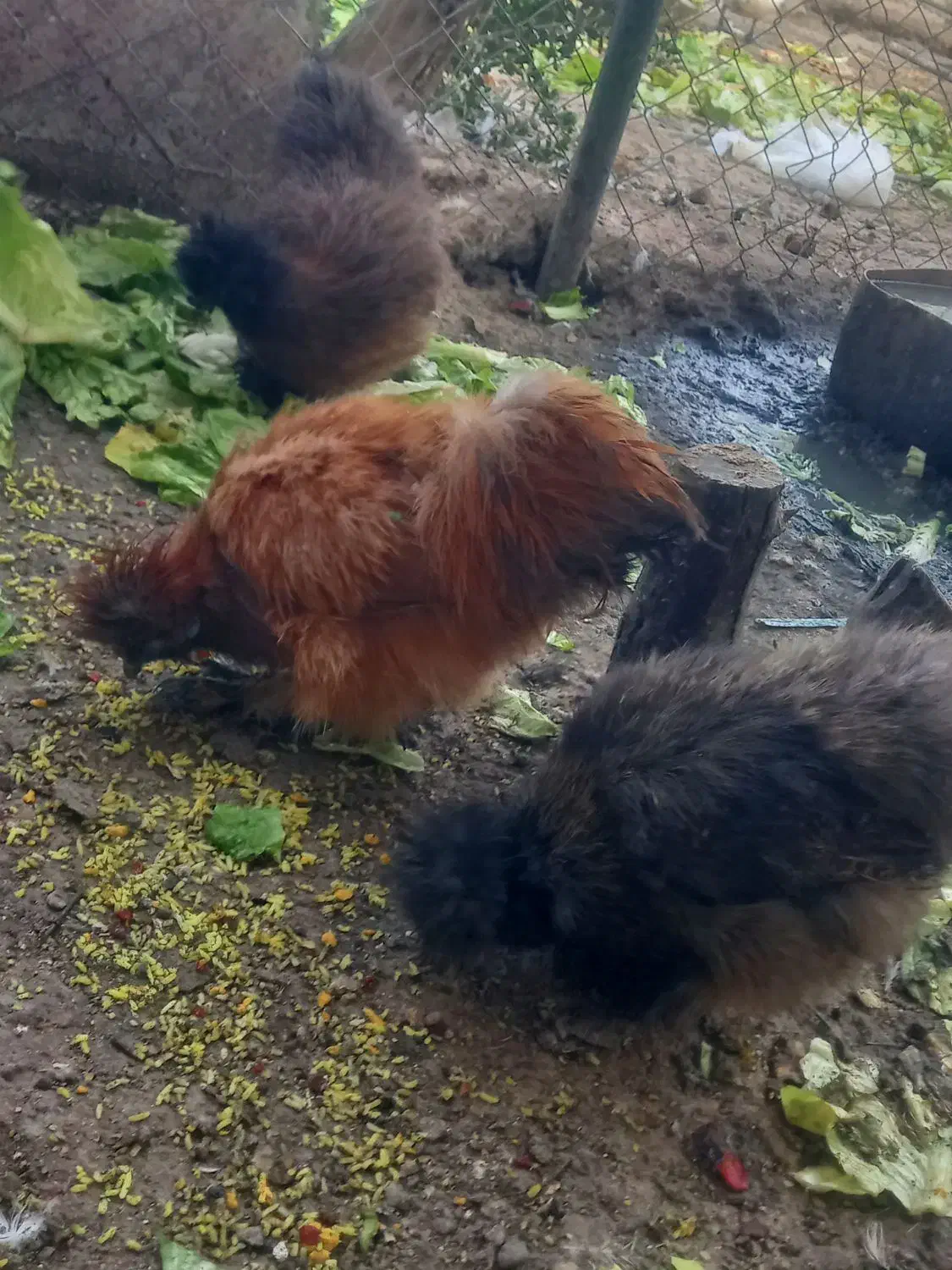 فروش مرغ خروس ابریشمی|حیوانات مزرعه|قم, زنبیل آباد|دیوار