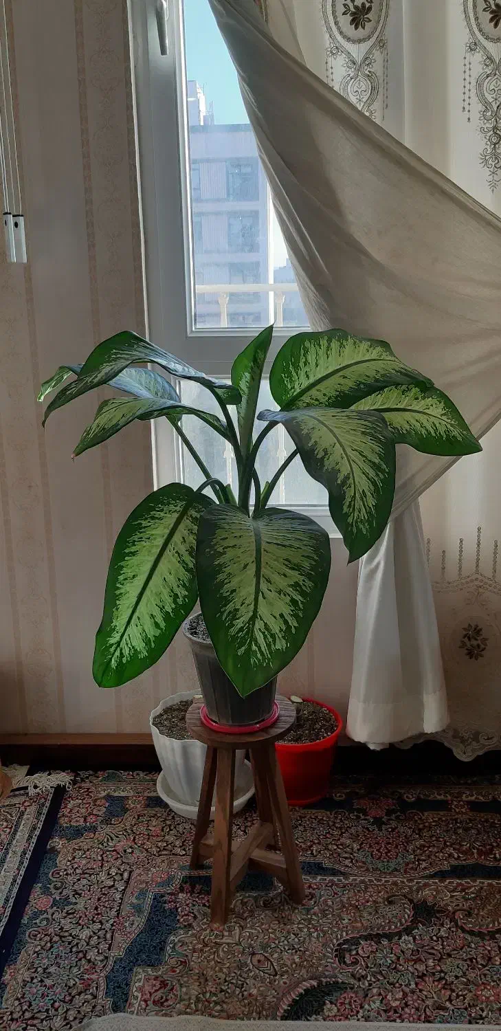 گل دیفن باخیا پهن برگ با گلدان|گل و گیاه طبیعی|مشهد, شهرک لشکر (شهرک غرب)|دیوار