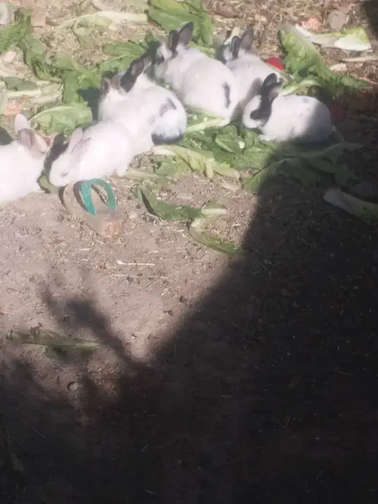 خرگوش|موش و خرگوش|مریوان, |دیوار