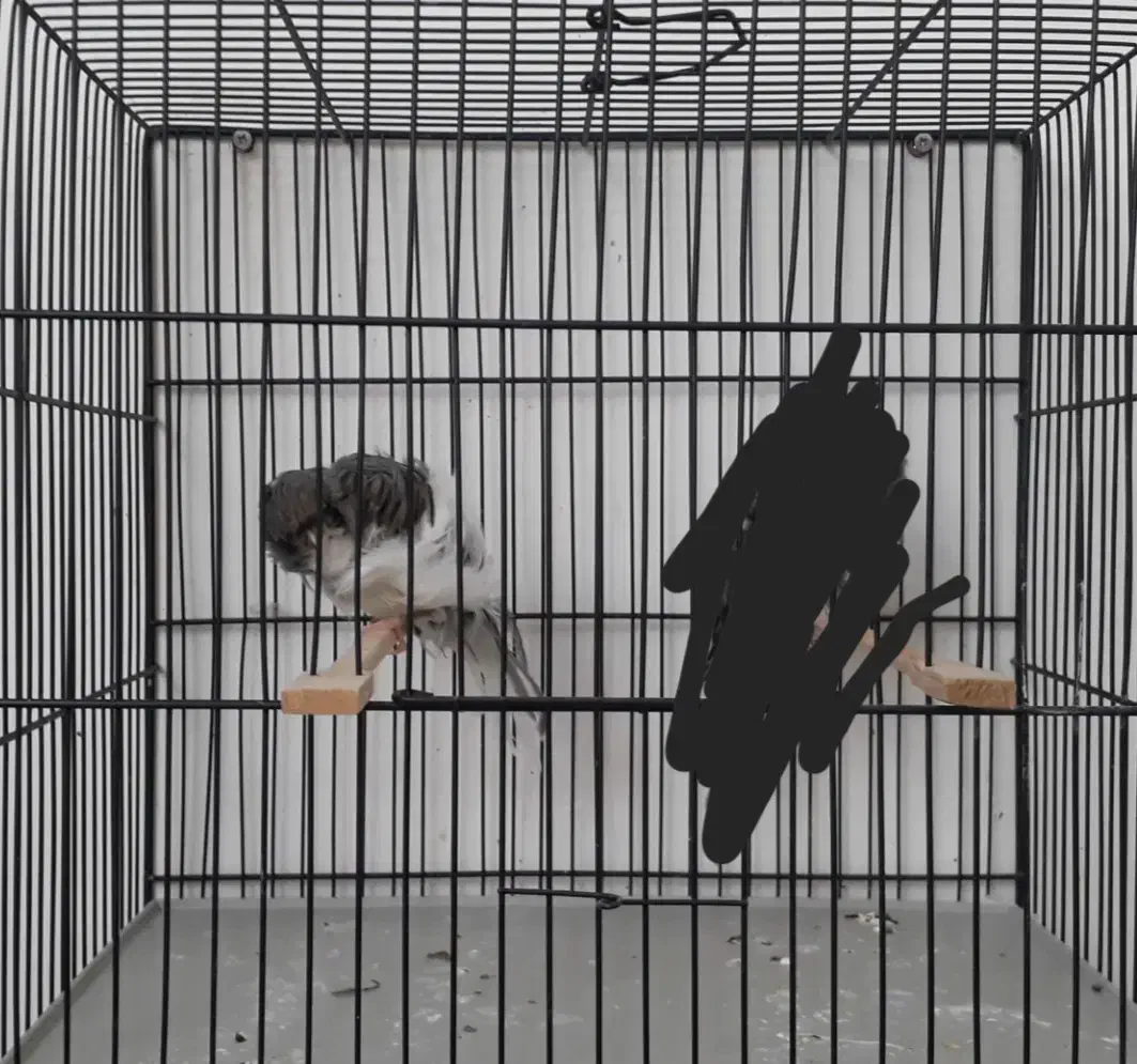 قناری فری|پرنده|اراک, |دیوار