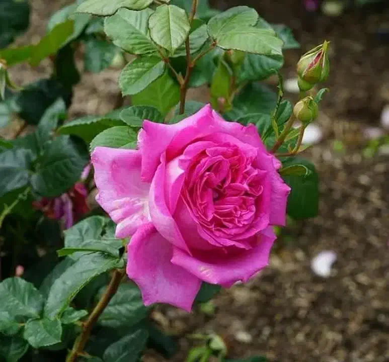 پرستار سالمند|استخدام درمانی، زیبایی، بهداشتی|تهران, شارق|دیوار