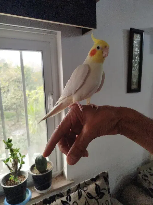 عروس هلندی|پرنده|رامسر, |دیوار