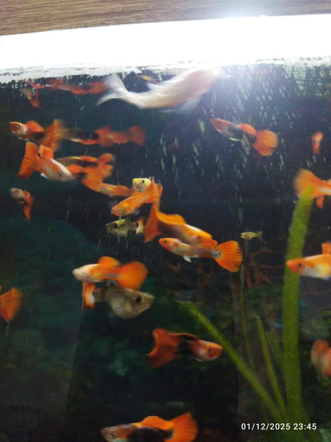 ماهی|ماهی|مشهد, ثامن|دیوار