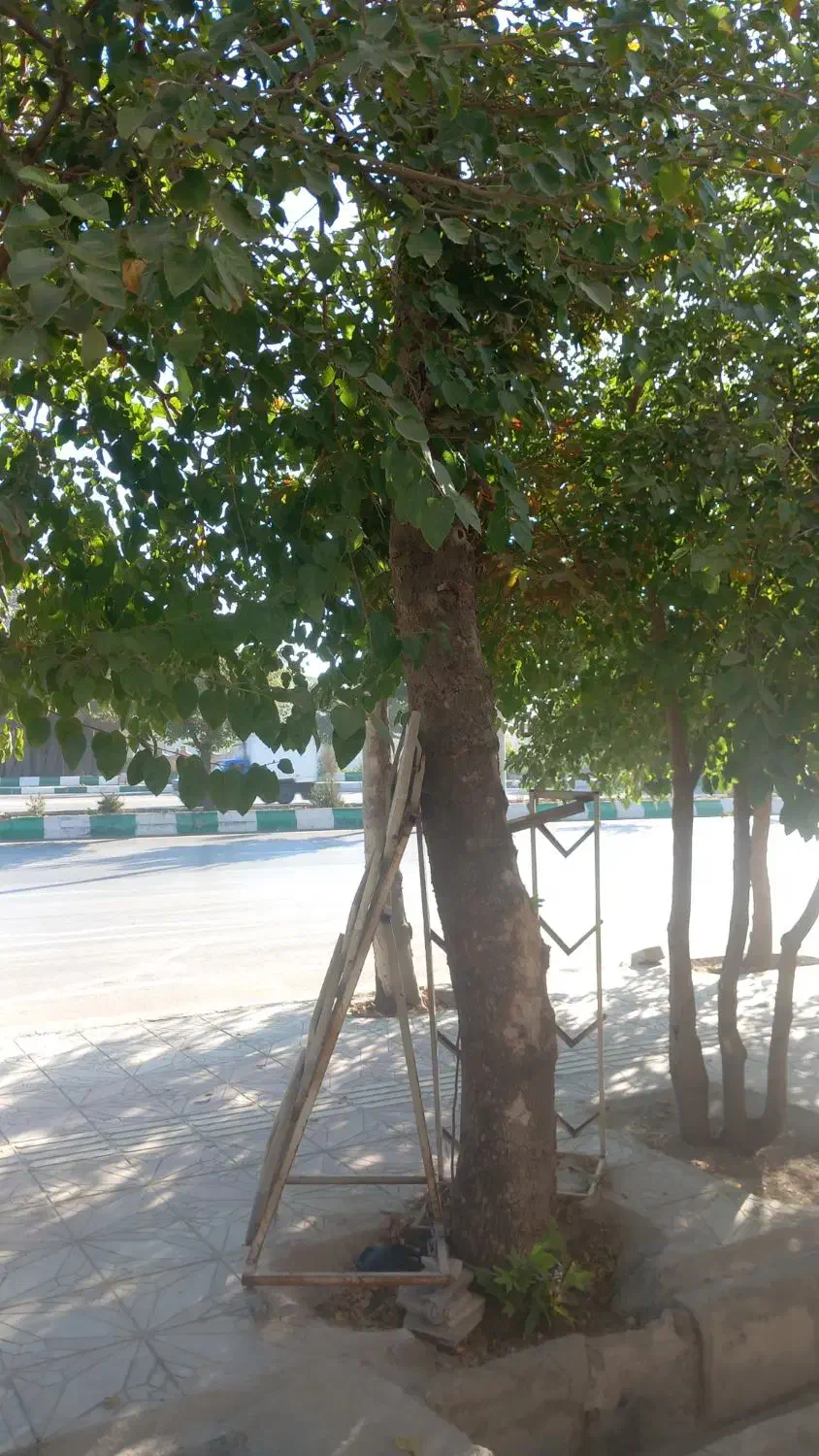 باغ گردو شهرک جعفراباد|فروش دفتر صنعتی، کشاورزی، تجاری|اشترینان, |دیوار