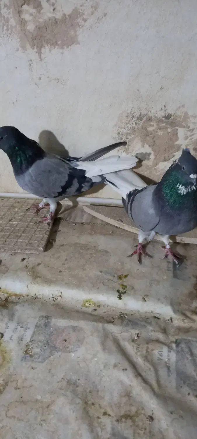 سه عدد کبوتر خوب|پرنده|اصفهان, دستگرده|دیوار