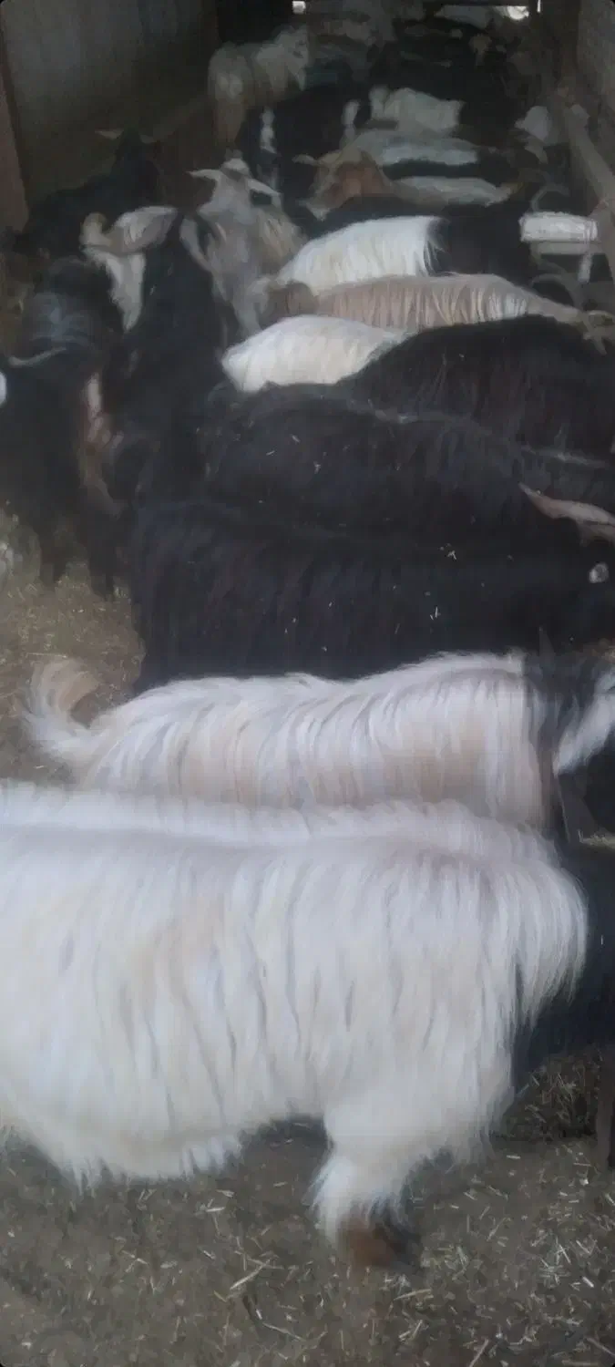 حیوانات مزرعه|حیوانات مزرعه|پارسآباد, |دیوار