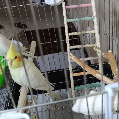 عروس هلندی ماده ۱۳۰۰|پرنده|سقز, |دیوار