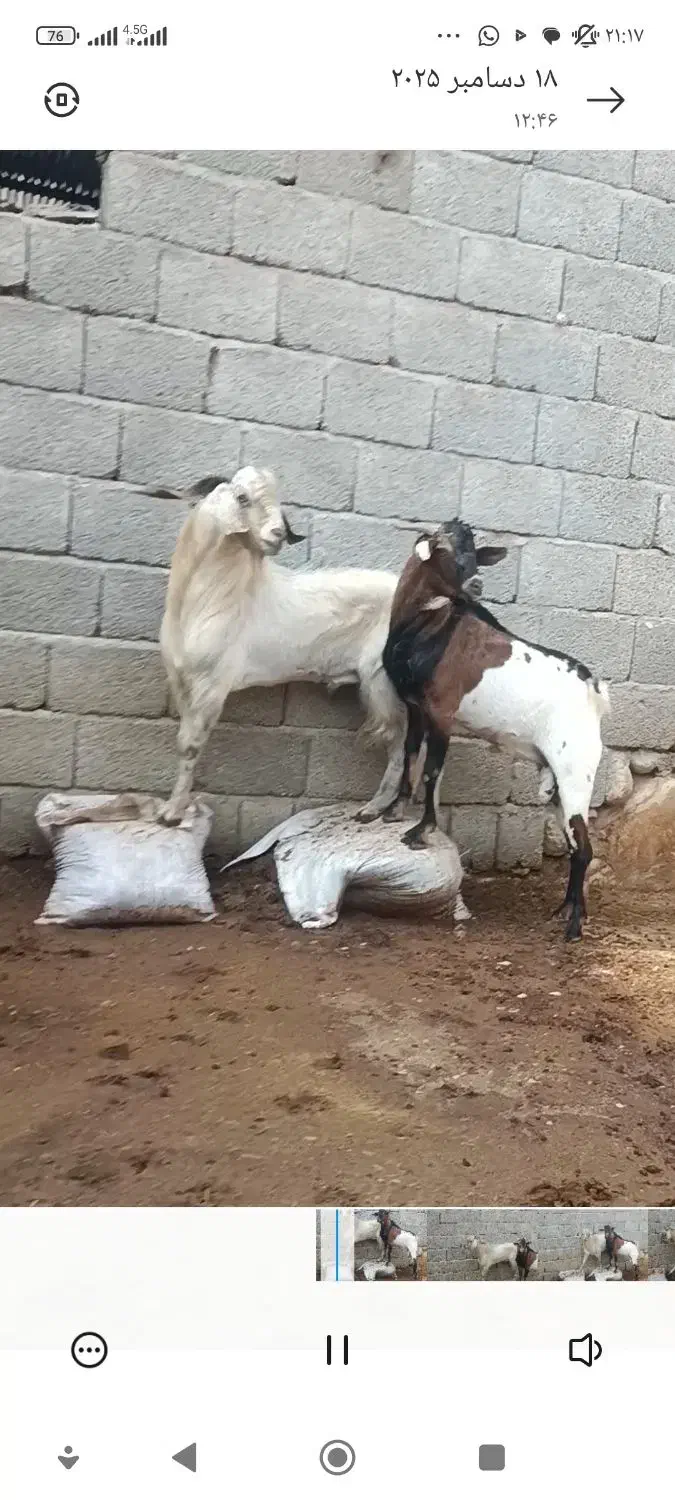 نری کهره نر مخصوص داشت وکشتن|حیوانات مزرعه|بستک, |دیوار