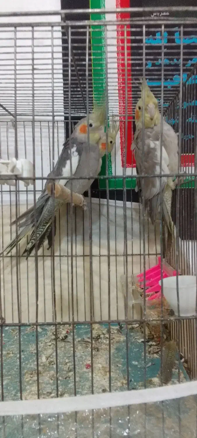 معاوضه عروس هلندی  با قناری|پرنده|ارومیه, |دیوار