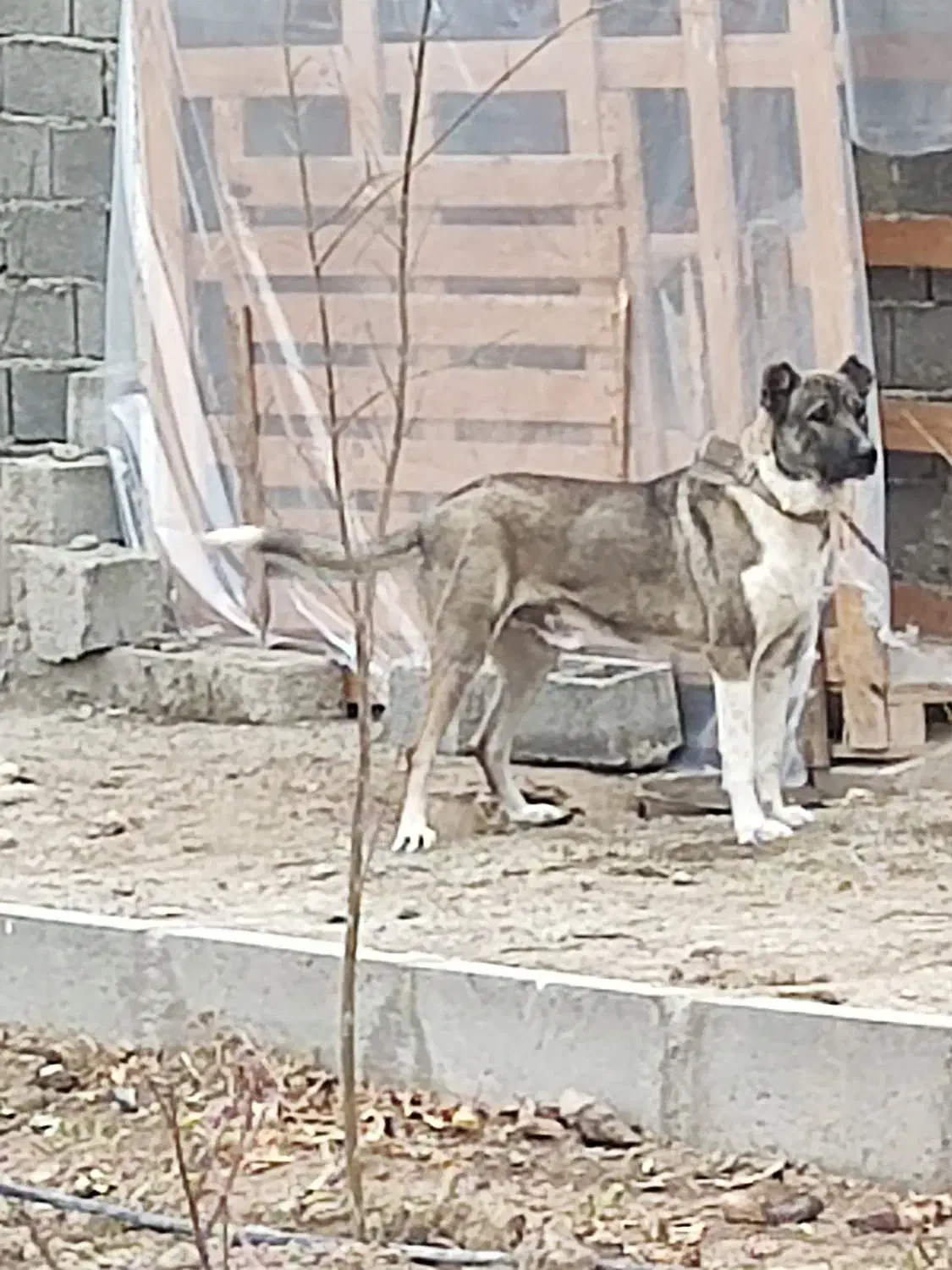 سگ سرابی نگهبان|سگ|صفادشت, |دیوار