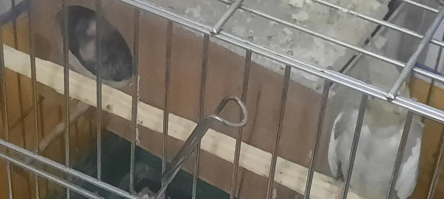 چهارتاعروس هلندی مولد|پرنده|خرم‌آباد, |دیوار