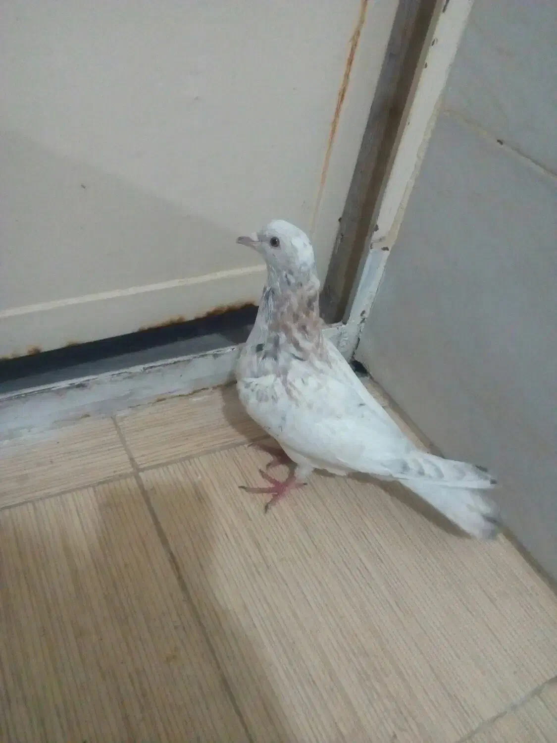 کفتر|پرنده|خمینی‌شهر, |دیوار