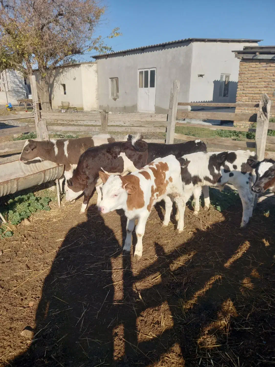 فروش ۶ راس گوساله شیرخوار نر|حیوانات مزرعه|گمیشان, |دیوار