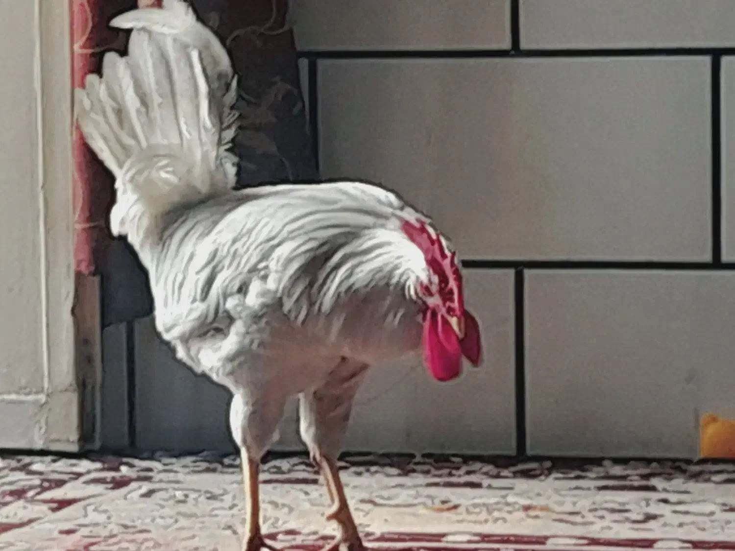 خروس|حیوانات مزرعه|اهواز, شریعتی جنوبی|دیوار