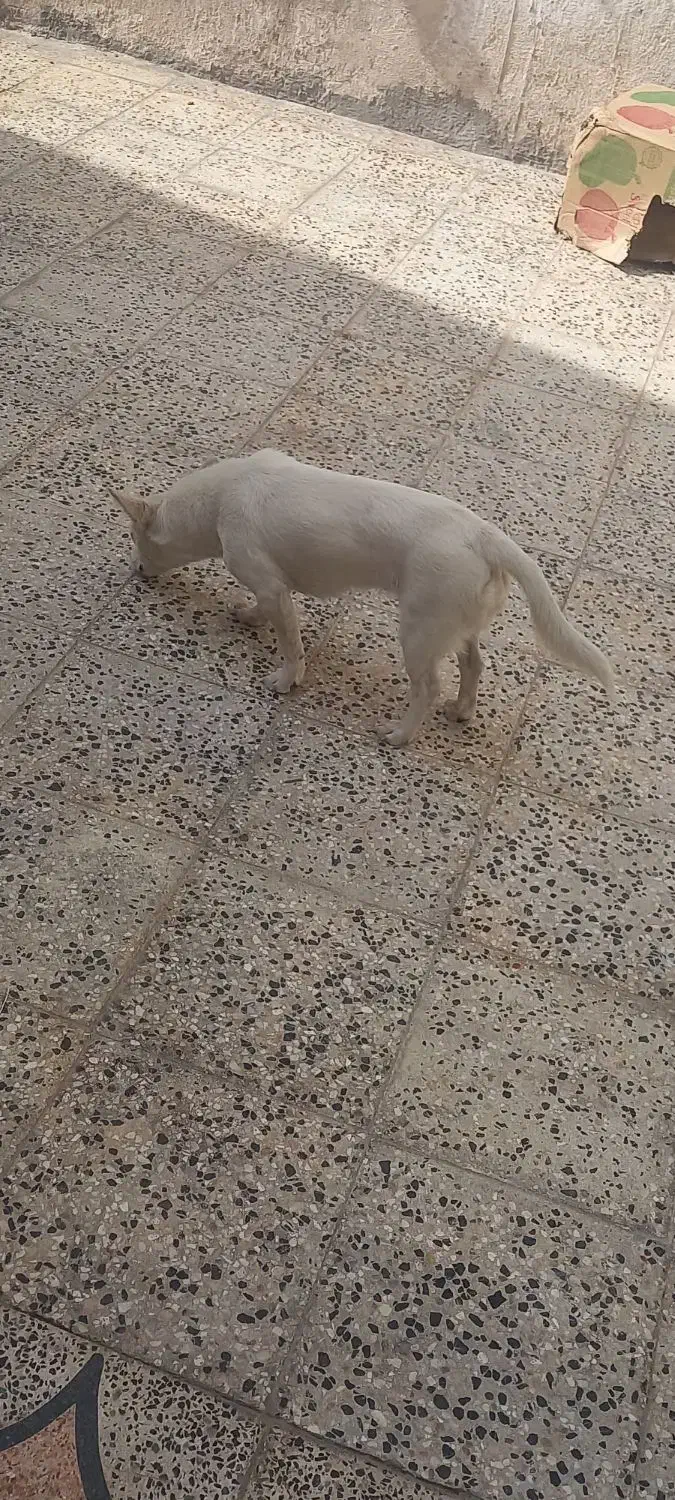 سگ اشپیتیز روباهی باهوش زرنگ حرف گوش کن|سگ|شیراز, احمدآباد|دیوار