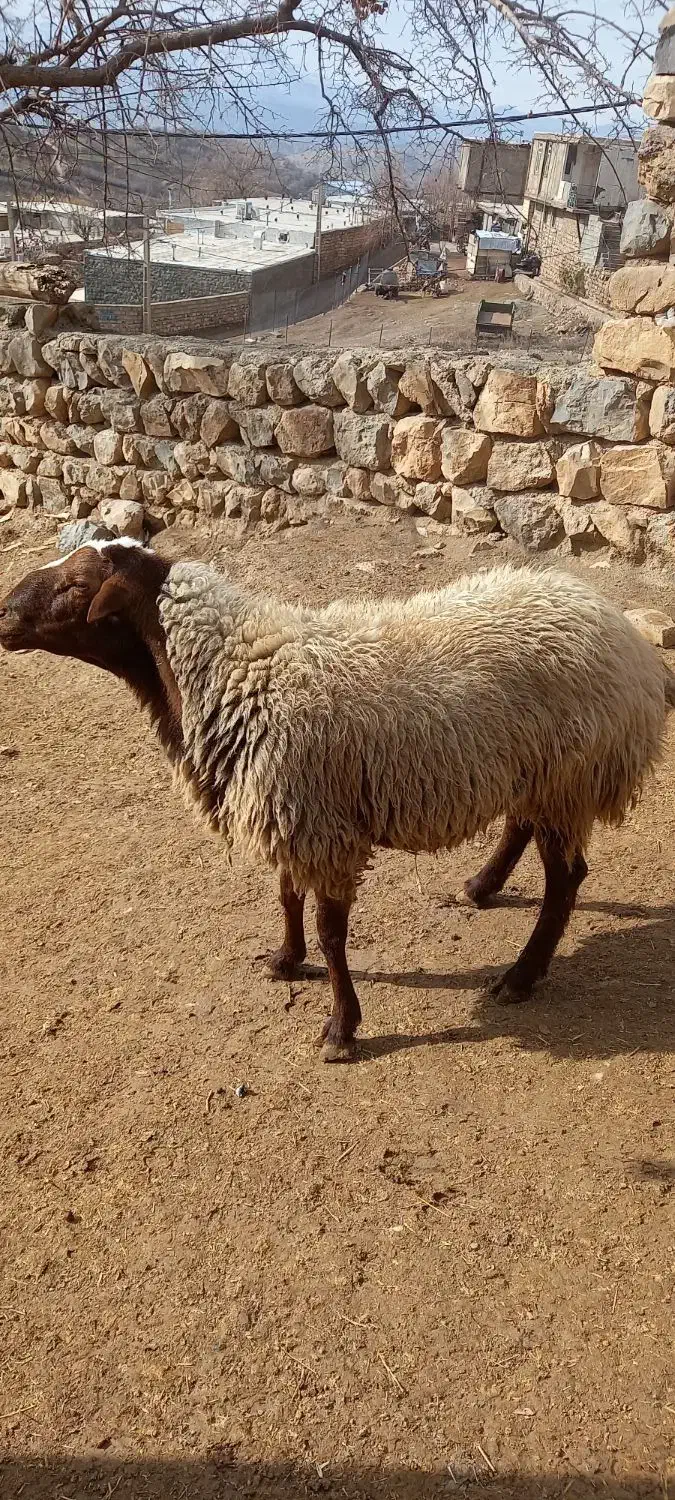 قوچ نر|حیوانات مزرعه|شاهیوند, |دیوار