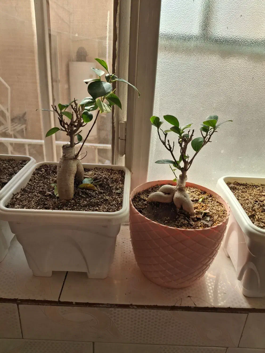 گل بنسای|گل و گیاه طبیعی|قم, نیروگاه|دیوار