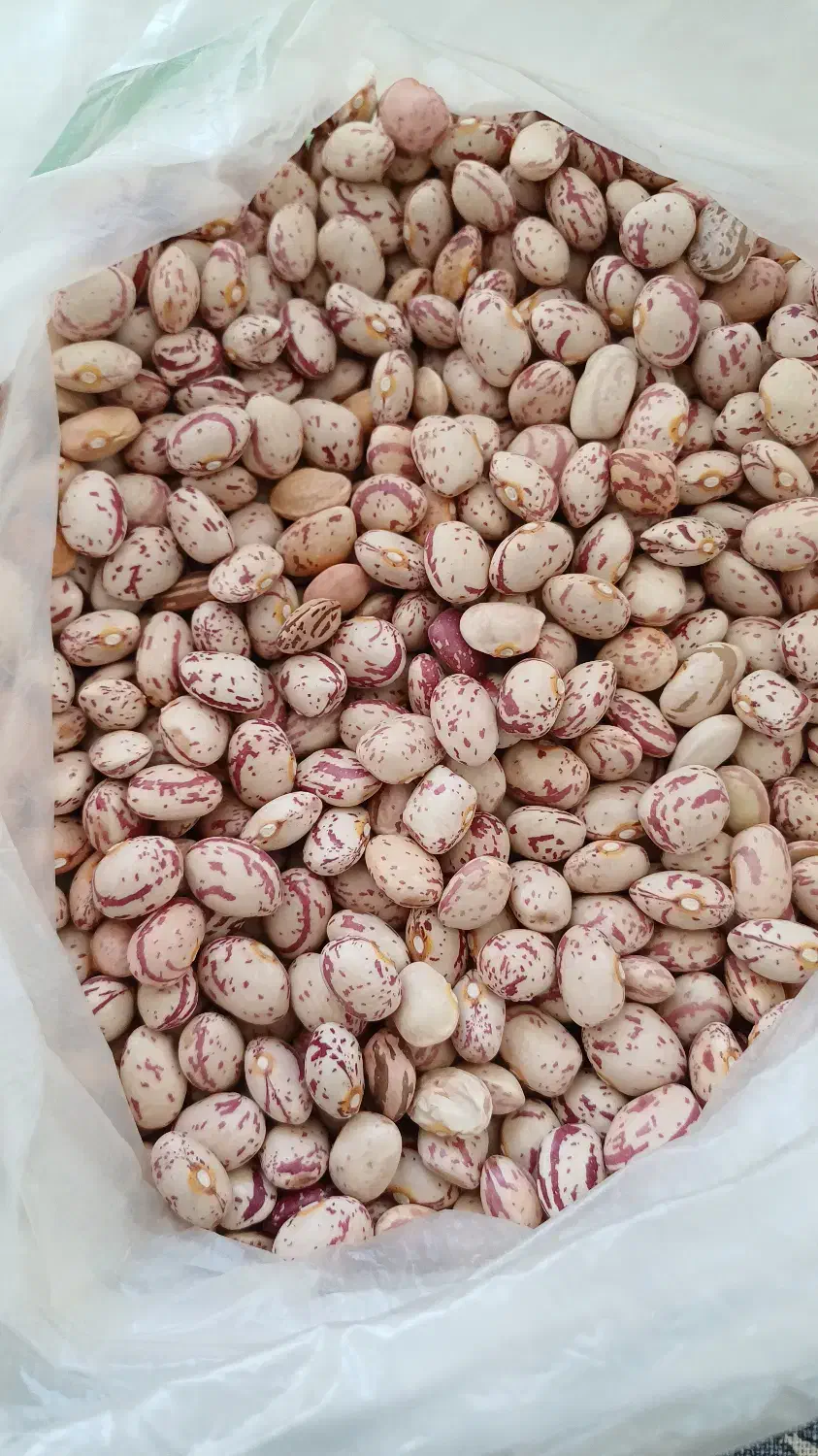 فروش لوبیا چیتی تناژ|عمده‌فروشی|اقلید, |دیوار