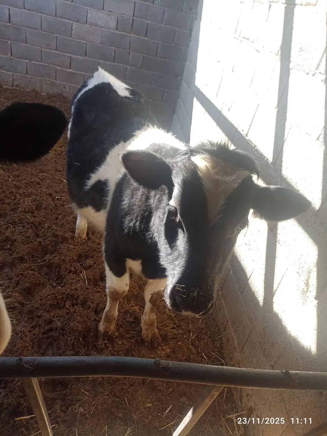 گوساله نر|حیوانات مزرعه|آباده, |دیوار