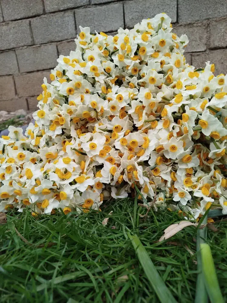 گل نرگس|گل و گیاه طبیعی|تهران, اکباتان|دیوار
