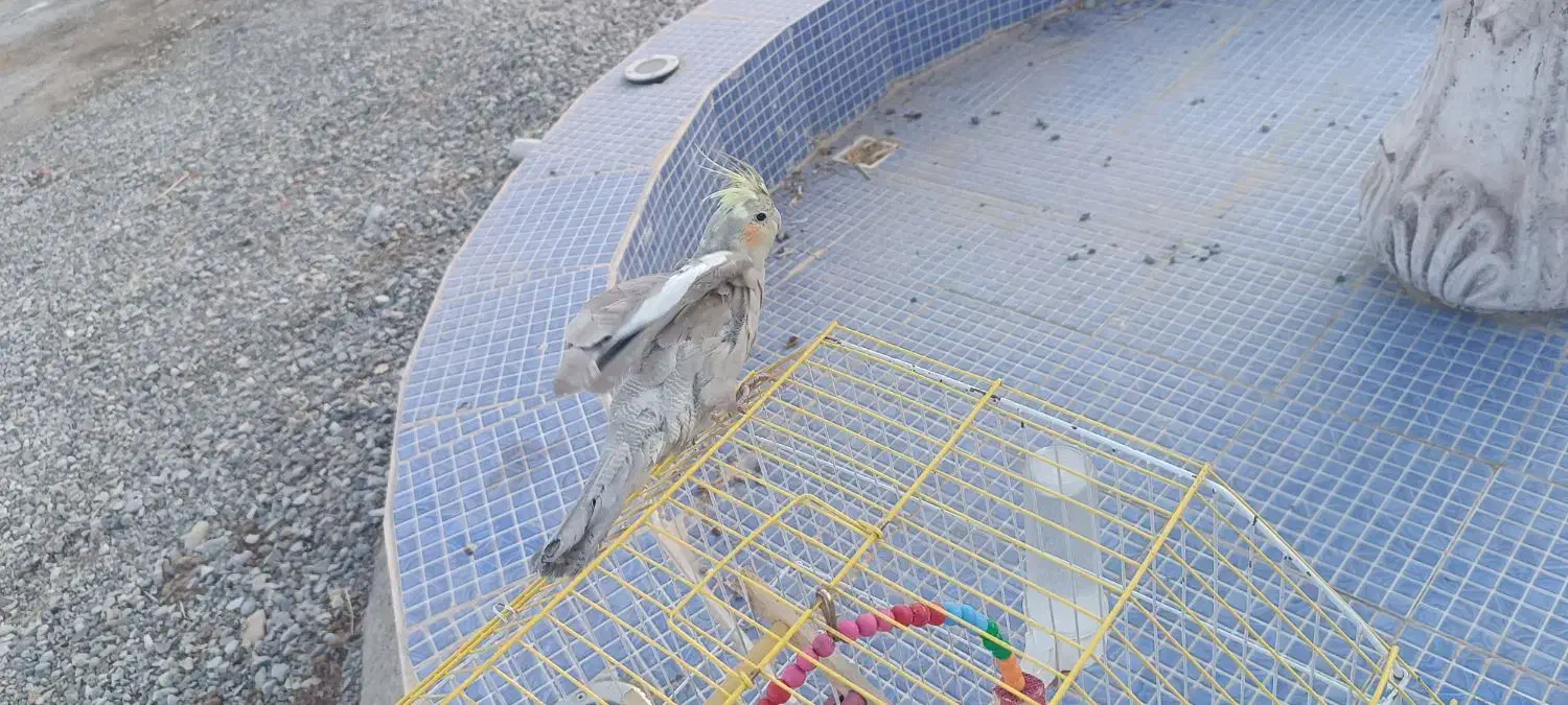 عروس هلندی|پرنده|کوهدشت, |دیوار