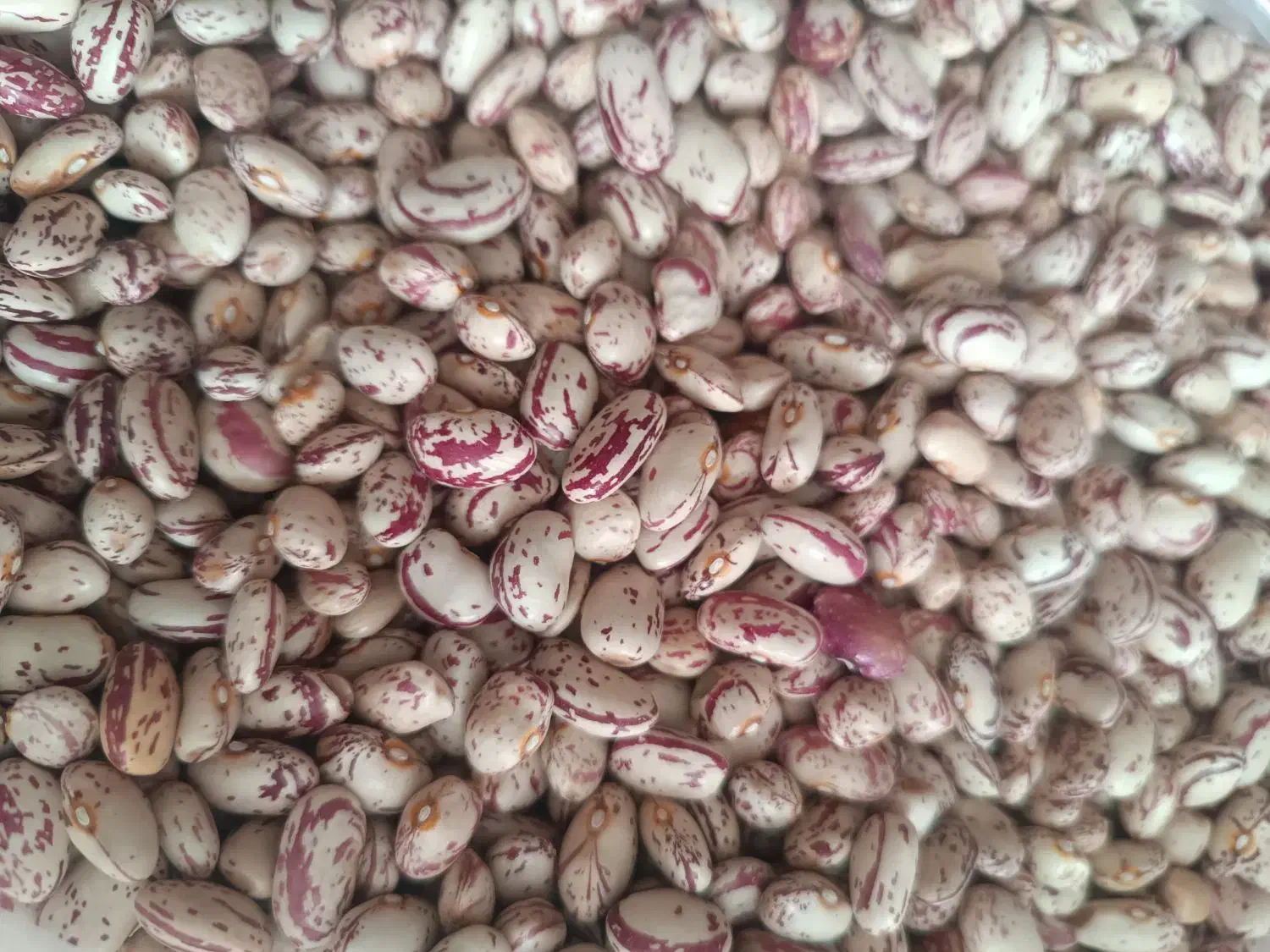 لوبیاچیتی تازه|خوردنی و آشامیدنی|سراجو, |دیوار