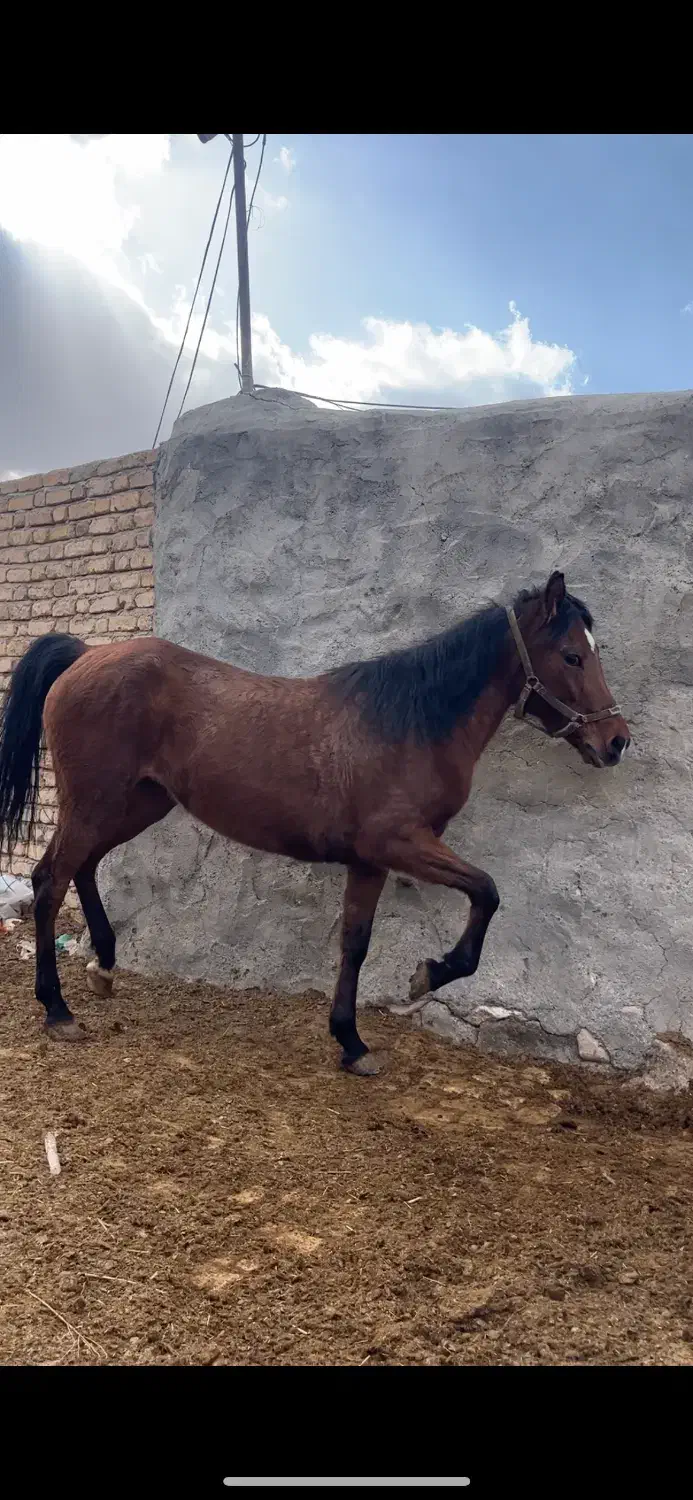 اسب|اسب و تجهیزات اسب‌سواری|میلاجرد, |دیوار