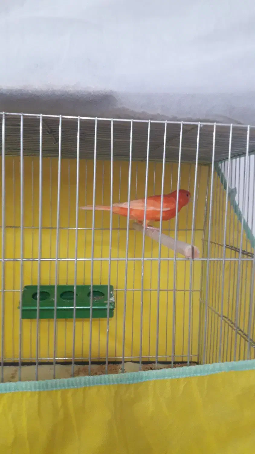 فروش انواع قناری نرهای مست مست|پرنده|بندر ماهشهر, |دیوار