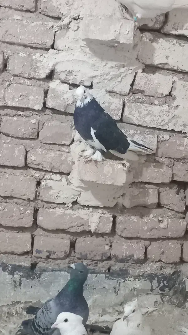 کبوتر جوجه هما|پرنده|مرند, |دیوار
