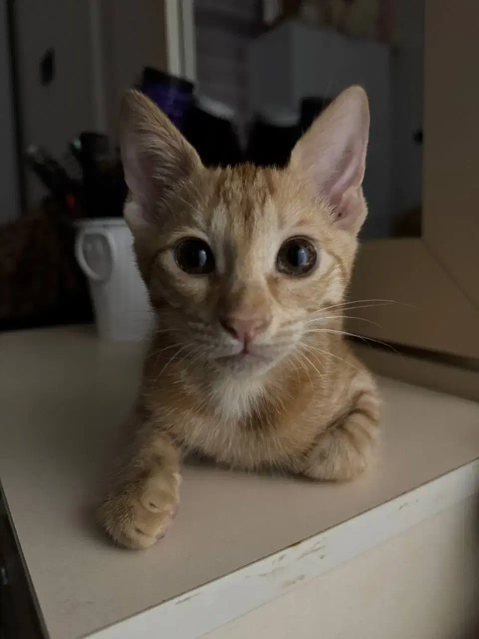 واگذاری گربه رایگان|گربه|رشت, فخب|دیوار