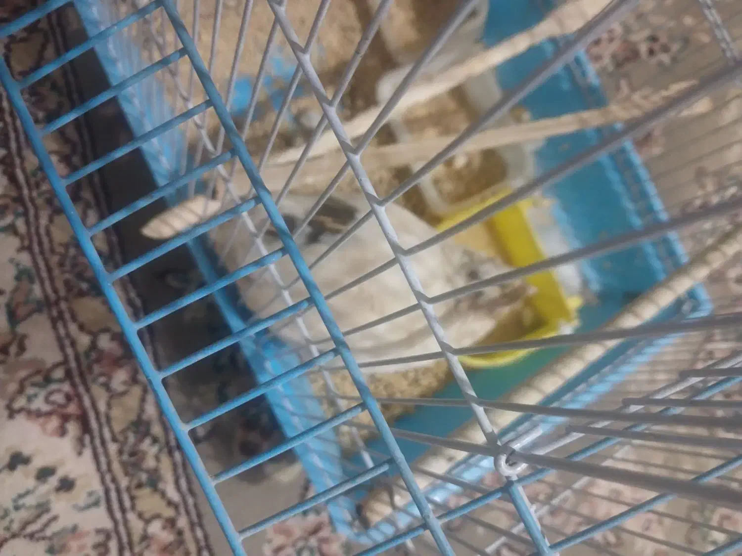 بلدرچین نر|پرنده|درمیان, |دیوار