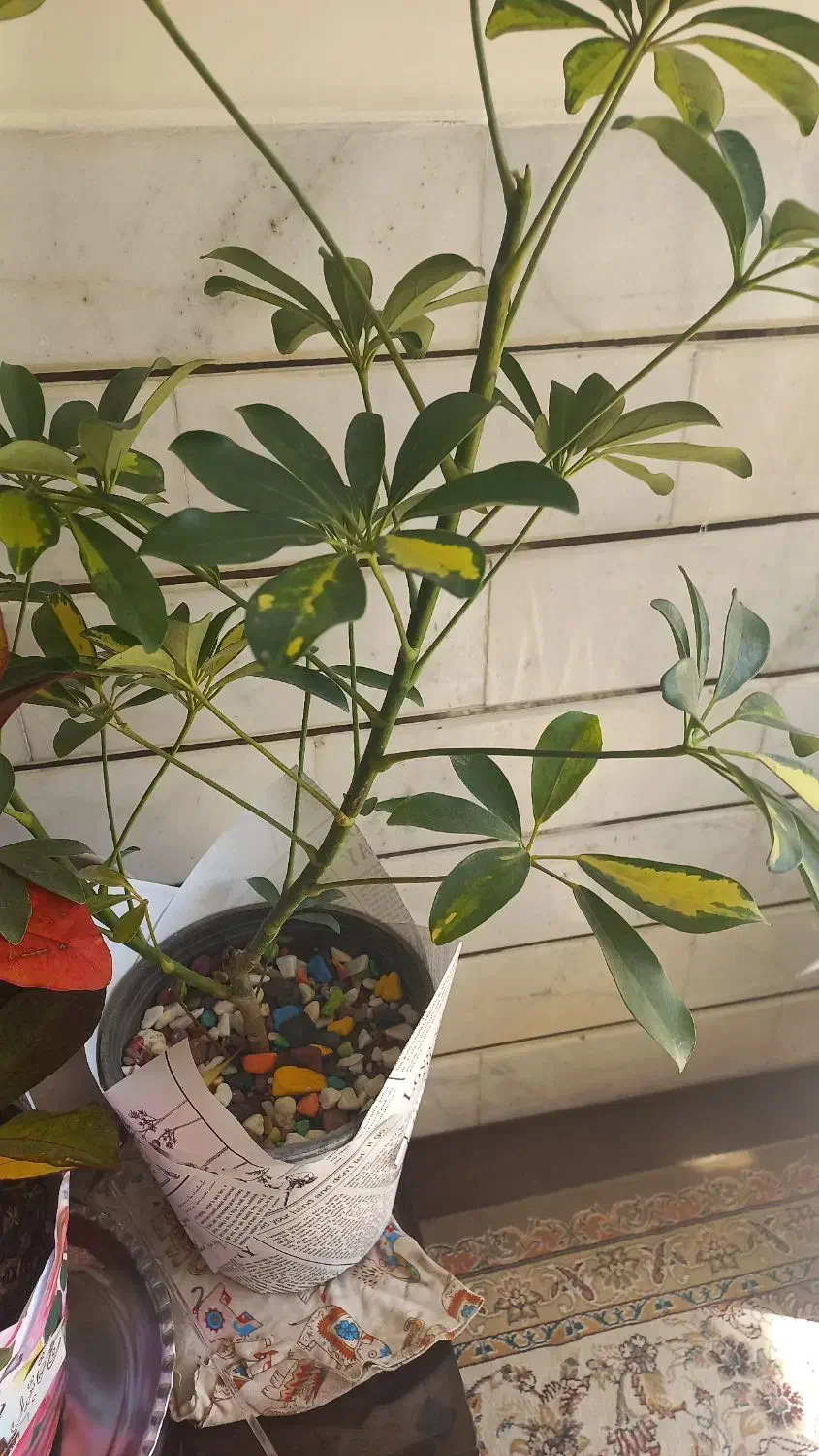 گل شفلرا|گل و گیاه طبیعی|اصفهان, عاشق‌آباد|دیوار