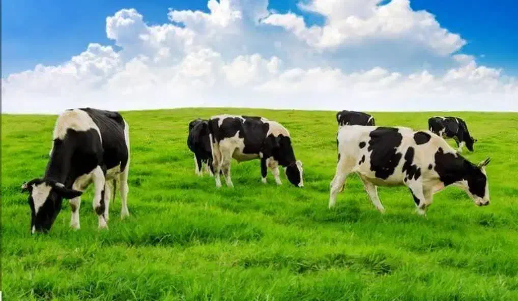 کارگر گاوداری|حیوانات مزرعه|کوهدشت, |دیوار