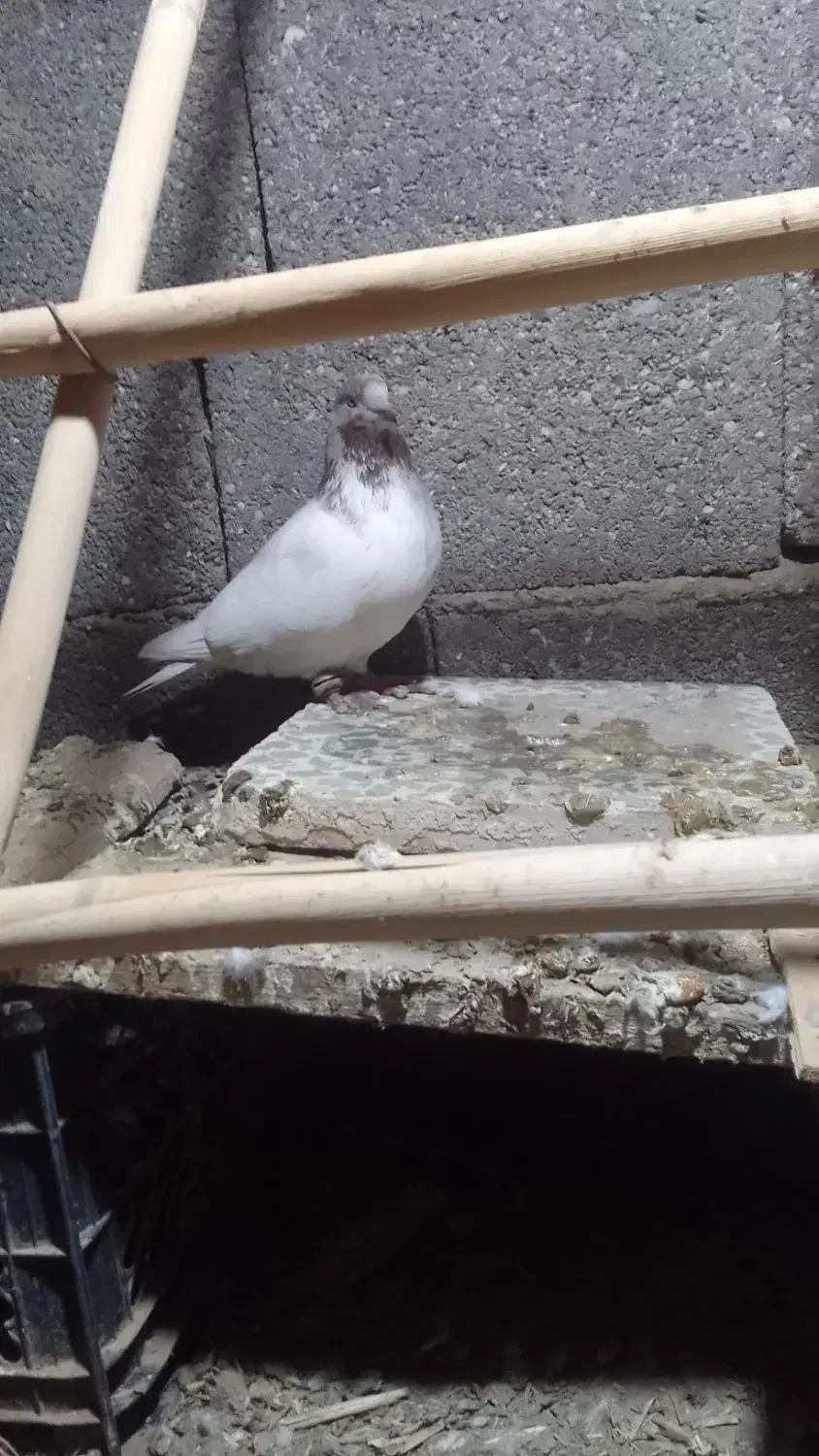 کبوتر گم شده|حیوانات|دورود, |دیوار
