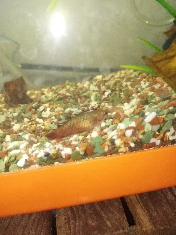 فایتر ماده پلاکت|ماهی|اهواز, بهارستان|دیوار