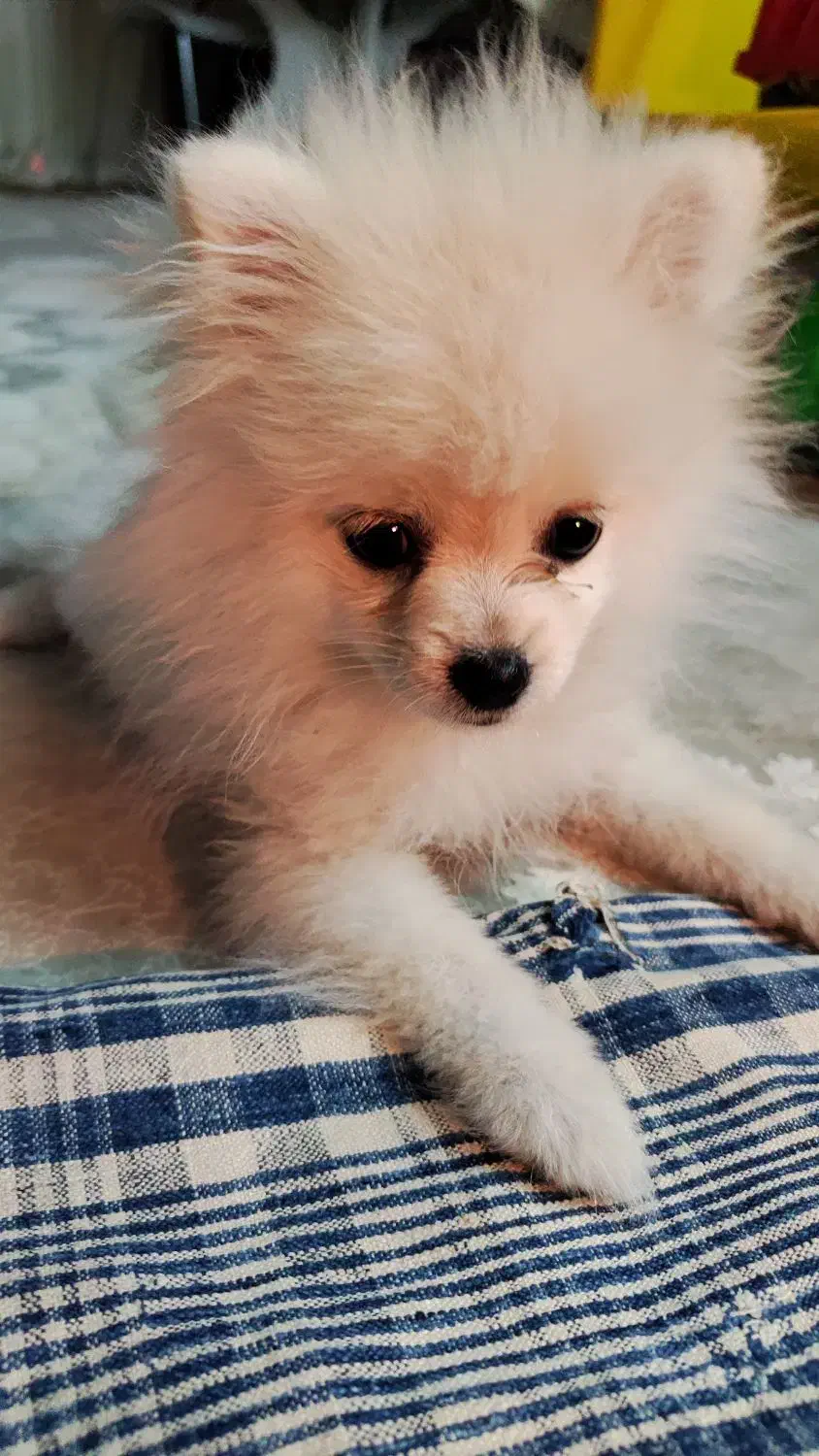 پامر عروسکی|سگ|شاهرود, |دیوار